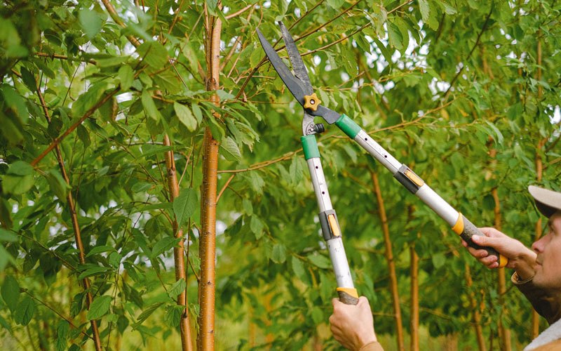 Tree trimming in Mitchellville, IA