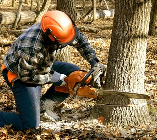 Tree Removal in Mitchellville, IA